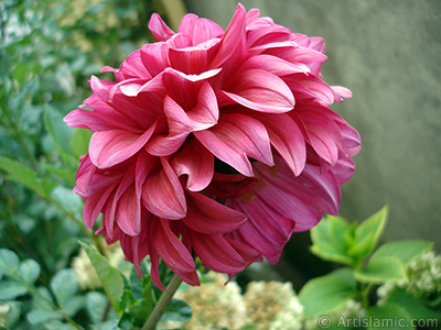 Dahlia flower. <i>(Family: Asteraceae, Compositae, Species: Dahlia)</i> <br>Photo Date: August 2008, Location: Turkey/Yalova-Termal, By: Artislamic.com