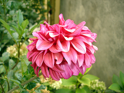 Dahlia flower. <i>(Family: Asteraceae, Compositae, Species: Dahlia)</i> <br>Photo Date: August 2008, Location: Turkey/Yalova-Termal, By: Artislamic.com