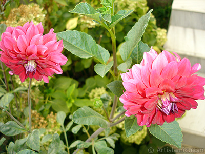 Papatyagiller iek ailesine mensup Yldz (Dahlia) iei resmi. <i>(Ailesi: Asteraceae, Compositae, Tr: Dahlia)</i> <br>ekim Tarihi: Austos 2008, Yer: Yalova-Termal, Fotoraf: islamiSanat.net