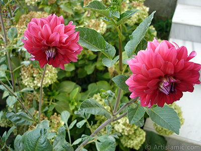 Dahlia flower. <i>(Family: Asteraceae, Compositae, Species: Dahlia)</i> <br>Photo Date: August 2008, Location: Turkey/Yalova-Termal, By: Artislamic.com