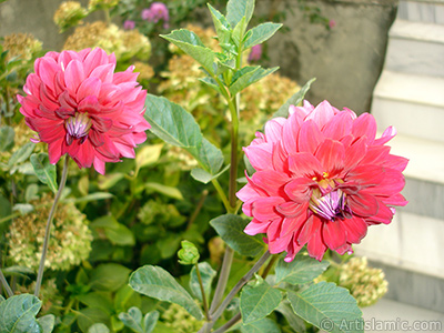 Papatyagiller iek ailesine mensup Yldz (Dahlia) iei resmi. <i>(Ailesi: Asteraceae, Compositae, Tr: Dahlia)</i> <br>ekim Tarihi: Austos 2008, Yer: Yalova-Termal, Fotoraf: islamiSanat.net