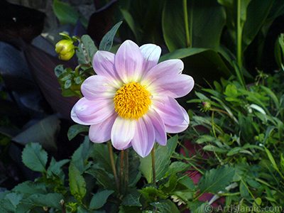 Papatyagiller iek ailesine mensup Yldz (Dahlia) iei resmi. <i>(Ailesi: Asteraceae, Compositae, Tr: Dahlia)</i> <br>ekim Tarihi: Temmuz 2008, Yer: Yalova-Termal, Fotoraf: islamiSanat.net