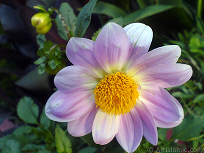 Papatyagiller iek ailesine mensup Yldz (Dahlia) iei resmi. <i>(Ailesi: Asteraceae, Compositae, Tr: Dahlia)</i> <br>ekim Tarihi: Temmuz 2008, Yer: Yalova-Termal, Fotoraf: islamiSanat.net