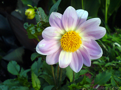 Papatyagiller iek ailesine mensup Yldz (Dahlia) iei resmi. <i>(Ailesi: Asteraceae, Compositae, Tr: Dahlia)</i> <br>ekim Tarihi: Temmuz 2008, Yer: Yalova-Termal, Fotoraf: islamiSanat.net