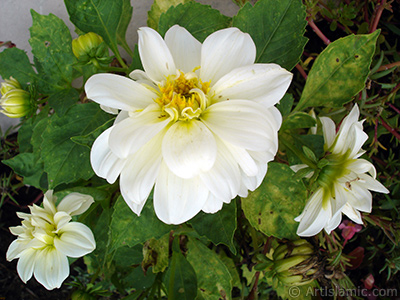 Papatyagiller iek ailesine mensup Yldz (Dahlia) iei resmi. <i>(Ailesi: Asteraceae, Compositae, Tr: Dahlia)</i> <br>ekim Tarihi: Austos 2008, Yer: Yalova-Termal, Fotoraf: islamiSanat.net