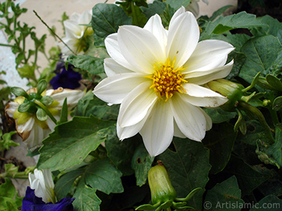 Papatyagiller iek ailesine mensup Yldz (Dahlia) iei resmi. <i>(Ailesi: Asteraceae, Compositae, Tr: Dahlia)</i> <br>ekim Tarihi: Austos 2008, Yer: Yalova-Termal, Fotoraf: islamiSanat.net