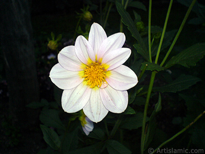 Papatyagiller iek ailesine mensup Yldz (Dahlia) iei resmi. <i>(Ailesi: Asteraceae, Compositae, Tr: Dahlia)</i> <br>ekim Tarihi: Temmuz 2010, Yer: Yalova-Termal, Fotoraf: islamiSanat.net