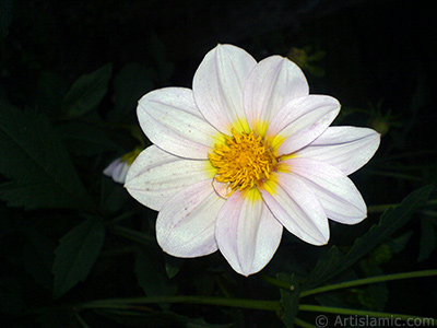 Dahlia flower. <i>(Family: Asteraceae, Compositae, Species: Dahlia)</i> <br>Photo Date: July 2010, Location: Turkey/Yalova-Termal, By: Artislamic.com