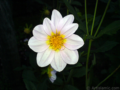 Papatyagiller iek ailesine mensup Yldz (Dahlia) iei resmi. <i>(Ailesi: Asteraceae, Compositae, Tr: Dahlia)</i> <br>ekim Tarihi: Temmuz 2010, Yer: Yalova-Termal, Fotoraf: islamiSanat.net