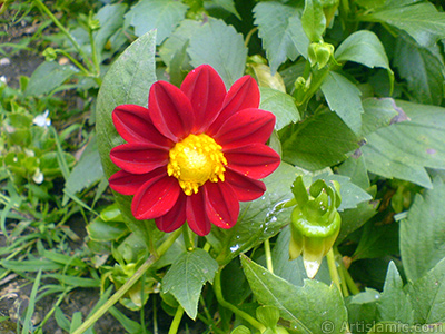 Papatyagiller iek ailesine mensup Yldz (Dahlia) iei resmi. <i>(Ailesi: Asteraceae, Compositae, Tr: Dahlia)</i> <br>ekim Tarihi: Temmuz 2010, Yer: Yalova-Termal, Fotoraf: islamiSanat.net