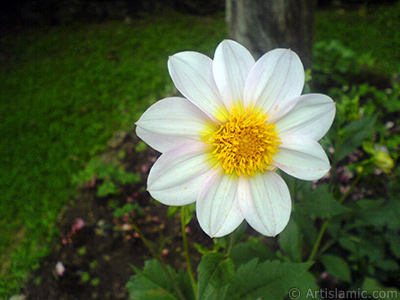 Papatyagiller iek ailesine mensup Yldz (Dahlia) iei resmi. <i>(Ailesi: Asteraceae, Compositae, Tr: Dahlia)</i> <br>ekim Tarihi: Temmuz 2010, Yer: Yalova-Termal, Fotoraf: islamiSanat.net