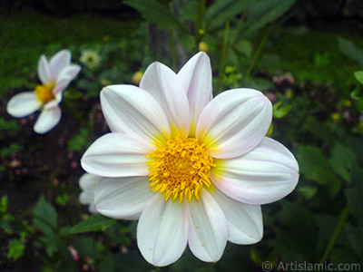 Papatyagiller iek ailesine mensup Yldz (Dahlia) iei resmi. <i>(Ailesi: Asteraceae, Compositae, Tr: Dahlia)</i> <br>ekim Tarihi: Temmuz 2010, Yer: Yalova-Termal, Fotoraf: islamiSanat.net