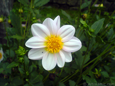 Papatyagiller iek ailesine mensup Yldz (Dahlia) iei resmi. <i>(Ailesi: Asteraceae, Compositae, Tr: Dahlia)</i> <br>ekim Tarihi: Temmuz 2010, Yer: Yalova-Termal, Fotoraf: islamiSanat.net