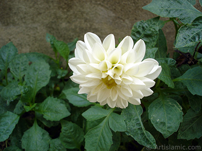 Papatyagiller iek ailesine mensup Yldz (Dahlia) iei resmi. <i>(Ailesi: Asteraceae, Compositae, Tr: Dahlia)</i> <br>ekim Tarihi: Austos 2008, Yer: Yalova-Termal, Fotoraf: islamiSanat.net