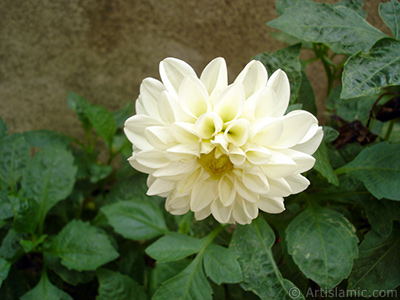 Dahlia flower. <i>(Family: Asteraceae, Compositae, Species: Dahlia)</i> <br>Photo Date: August 2008, Location: Turkey/Yalova-Termal, By: Artislamic.com