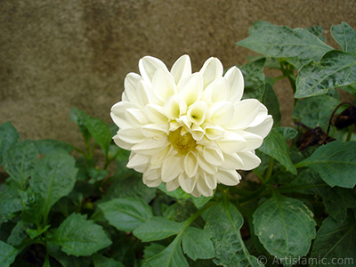 Papatyagiller iek ailesine mensup Yldz (Dahlia) iei resmi. <i>(Ailesi: Asteraceae, Compositae, Tr: Dahlia)</i> <br>ekim Tarihi: Austos 2008, Yer: Yalova-Termal, Fotoraf: islamiSanat.net