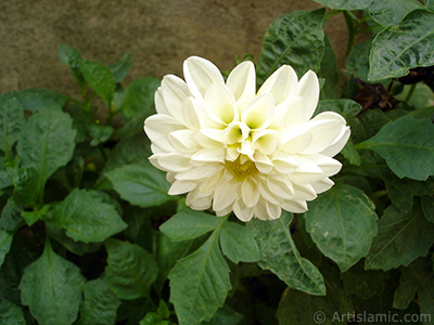 Papatyagiller iek ailesine mensup Yldz (Dahlia) iei resmi. <i>(Ailesi: Asteraceae, Compositae, Tr: Dahlia)</i> <br>ekim Tarihi: Austos 2008, Yer: Yalova-Termal, Fotoraf: islamiSanat.net