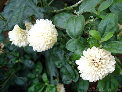 Dahlia flower. <i>(Family: Asteraceae, Compositae, Species: Dahlia)</i> <br>Photo Date: August 2008, Location: Turkey/Yalova-Termal, By: Artislamic.com