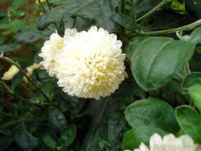 Dahlia flower. <i>(Family: Asteraceae, Compositae, Species: Dahlia)</i> <br>Photo Date: August 2008, Location: Turkey/Yalova-Termal, By: Artislamic.com