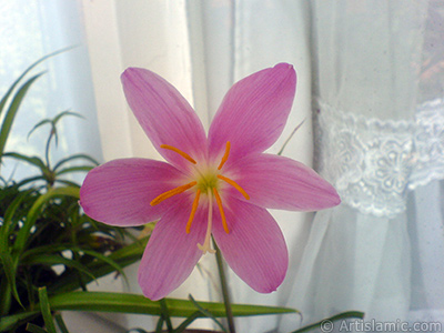 Pink color flower similar to lily. It is 35 years old and its grower calls it as `upstart` or `wheat lilly`. <i>(Family: Liliaceae, Species: Lilium)</i> <br>Photo Date: September 2007, Location: Turkey/Istanbul-Mother`s Flowers, By: Artislamic.com