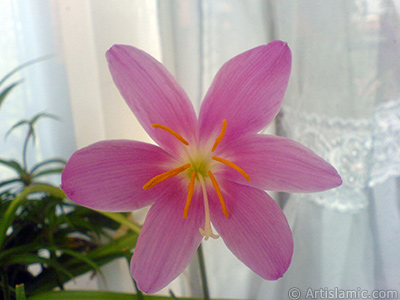 Pink color flower similar to lily. It is 35 years old and its grower calls it as `upstart` or `wheat lilly`. <i>(Family: Liliaceae, Species: Lilium)</i> <br>Photo Date: September 2007, Location: Turkey/Istanbul-Mother`s Flowers, By: Artislamic.com