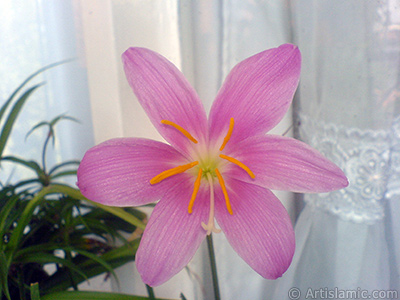 Pink color flower similar to lily. It is 35 years old and its grower calls it as `upstart` or `wheat lilly`. <i>(Family: Liliaceae, Species: Lilium)</i> <br>Photo Date: September 2007, Location: Turkey/Istanbul-Mother`s Flowers, By: Artislamic.com