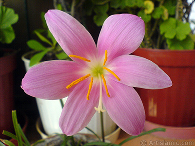 Pink color flower similar to lily. It is 35 years old and its grower calls it as `upstart` or `wheat lilly`. <i>(Family: Liliaceae, Species: Lilium)</i> <br>Photo Date: September 2007, Location: Turkey/Istanbul-Mother`s Flowers, By: Artislamic.com