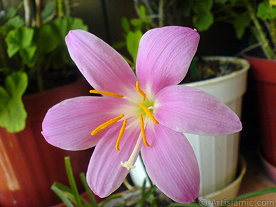 Pink color flower similar to lily. It is 35 years old and its grower calls it as `upstart` or `wheat lilly`. <i>(Family: Liliaceae, Species: Lilium)</i> <br>Photo Date: September 2007, Location: Turkey/Istanbul-Mother`s Flowers, By: Artislamic.com