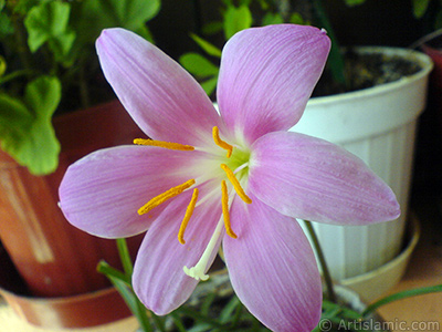 Pink color flower similar to lily. It is 35 years old and its grower calls it as `upstart` or `wheat lilly`. <i>(Family: Liliaceae, Species: Lilium)</i> <br>Photo Date: September 2007, Location: Turkey/Istanbul-Mother`s Flowers, By: Artislamic.com