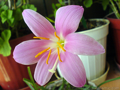 Pink color flower similar to lily. It is 35 years old and its grower calls it as `upstart` or `wheat lilly`. <i>(Family: Liliaceae, Species: Lilium)</i> <br>Photo Date: September 2007, Location: Turkey/Istanbul-Mother`s Flowers, By: Artislamic.com