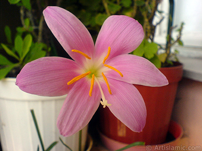 Pink color flower similar to lily. It is 35 years old and its grower calls it as `upstart` or `wheat lilly`. <i>(Family: Liliaceae, Species: Lilium)</i> <br>Photo Date: September 2007, Location: Turkey/Istanbul-Mother`s Flowers, By: Artislamic.com