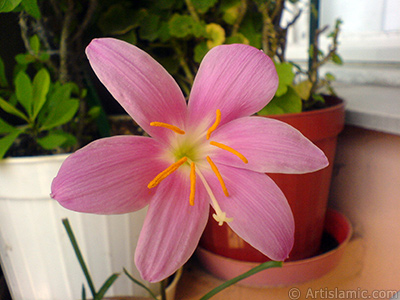 Pink color flower similar to lily. It is 35 years old and its grower calls it as `upstart` or `wheat lilly`. <i>(Family: Liliaceae, Species: Lilium)</i> <br>Photo Date: September 2007, Location: Turkey/Istanbul-Mother`s Flowers, By: Artislamic.com