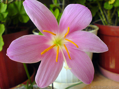 Pink color flower similar to lily. It is 35 years old and its grower calls it as `upstart` or `wheat lilly`. <i>(Family: Liliaceae, Species: Lilium)</i> <br>Photo Date: September 2007, Location: Turkey/Istanbul-Mother`s Flowers, By: Artislamic.com