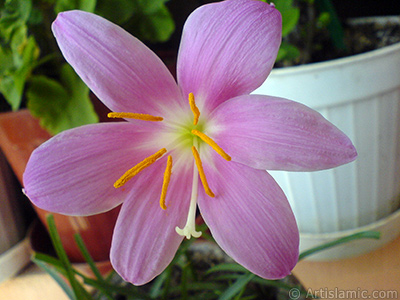 Pink color flower similar to lily. It is 35 years old and its grower calls it as `upstart` or `wheat lilly`. <i>(Family: Liliaceae, Species: Lilium)</i> <br>Photo Date: September 2007, Location: Turkey/Istanbul-Mother`s Flowers, By: Artislamic.com