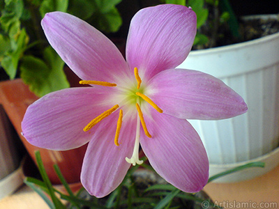 Pink color flower similar to lily. It is 35 years old and its grower calls it as `upstart` or `wheat lilly`. <i>(Family: Liliaceae, Species: Lilium)</i> <br>Photo Date: September 2007, Location: Turkey/Istanbul-Mother`s Flowers, By: Artislamic.com