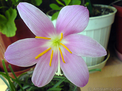 Pembe renkte zambak trnde bir iek resmi. (iek 35 yllk olup yetitiricisi tarafndan `Zpkt` veya `Buday Zamba` olarak isimlendirilmektedir.) <i>(Ailesi: Liliaceae, Tr: Lilium)</i> <br>ekim Tarihi: Eyll 2007, Yer: stanbul-Annemin iekleri, Fotoraf: islamiSanat.net