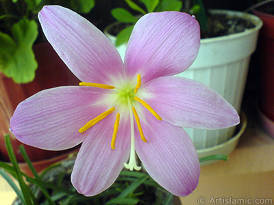 Pink color flower similar to lily. It is 35 years old and its grower calls it as `upstart` or `wheat lilly`. <i>(Family: Liliaceae, Species: Lilium)</i> <br>Photo Date: September 2007, Location: Turkey/Istanbul-Mother`s Flowers, By: Artislamic.com