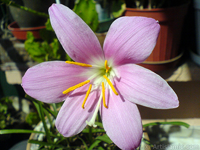 Pink color flower similar to lily. It is 35 years old and its grower calls it as `upstart` or `wheat lilly`. <i>(Family: Liliaceae, Species: Lilium)</i> <br>Photo Date: September 2007, Location: Turkey/Istanbul-Mother`s Flowers, By: Artislamic.com