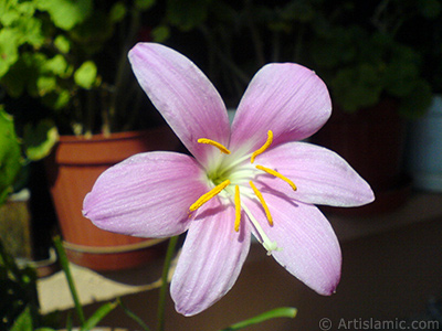 Pembe renkte zambak trnde bir iek resmi. (iek 35 yllk olup yetitiricisi tarafndan `Zpkt` veya `Buday Zamba` olarak isimlendirilmektedir.) <i>(Ailesi: Liliaceae, Tr: Lilium)</i> <br>ekim Tarihi: Eyll 2007, Yer: stanbul-Annemin iekleri, Fotoraf: islamiSanat.net