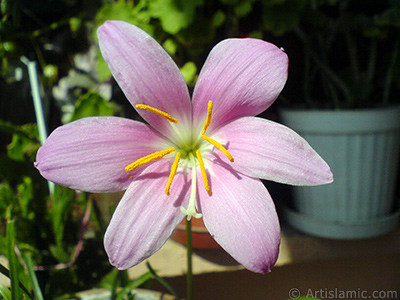 Pembe renkte zambak trnde bir iek resmi. (iek 35 yllk olup yetitiricisi tarafndan `Zpkt` veya `Buday Zamba` olarak isimlendirilmektedir.) <i>(Ailesi: Liliaceae, Tr: Lilium)</i> <br>ekim Tarihi: Eyll 2007, Yer: stanbul-Annemin iekleri, Fotoraf: islamiSanat.net