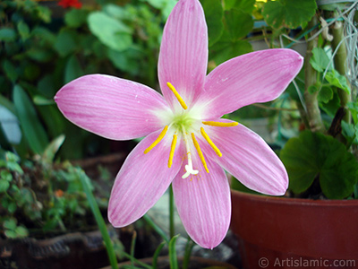 Pink color flower similar to lily. It is 35 years old and its grower calls it as `upstart` or `wheat lilly`. <i>(Family: Liliaceae, Species: Lilium)</i> <br>Photo Date: June 2006, Location: Turkey/Istanbul-Mother`s Flowers, By: Artislamic.com