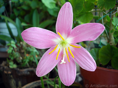 Pink color flower similar to lily. It is 35 years old and its grower calls it as `upstart` or `wheat lilly`. <i>(Family: Liliaceae, Species: Lilium)</i> <br>Photo Date: June 2006, Location: Turkey/Istanbul-Mother`s Flowers, By: Artislamic.com