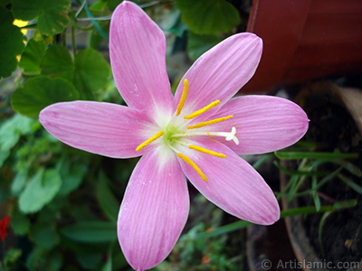 Pink color flower similar to lily. It is 35 years old and its grower calls it as `upstart` or `wheat lilly`. <i>(Family: Liliaceae, Species: Lilium)</i> <br>Photo Date: June 2006, Location: Turkey/Istanbul-Mother`s Flowers, By: Artislamic.com