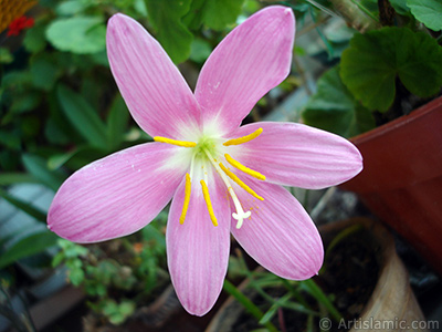 Pink color flower similar to lily. It is 35 years old and its grower calls it as `upstart` or `wheat lilly`. <i>(Family: Liliaceae, Species: Lilium)</i> <br>Photo Date: June 2006, Location: Turkey/Istanbul-Mother`s Flowers, By: Artislamic.com