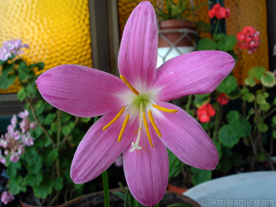 Pink color flower similar to lily. It is 35 years old and its grower calls it as `upstart` or `wheat lilly`. <i>(Family: Liliaceae, Species: Lilium)</i> <br>Photo Date: June 2006, Location: Turkey/Istanbul-Mother`s Flowers, By: Artislamic.com