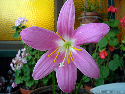 Pink color flower similar to lily. It is 35 years old and its grower calls it as `upstart` or `wheat lilly`. <i>(Family: Liliaceae, Species: Lilium)</i> <br>Photo Date: June 2006, Location: Turkey/Istanbul-Mother`s Flowers, By: Artislamic.com