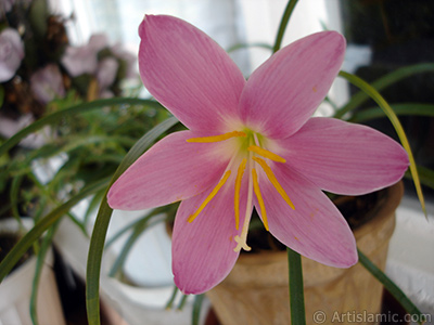 Pink color flower similar to lily. It is 35 years old and its grower calls it as `upstart` or `wheat lilly`. <i>(Family: Liliaceae, Species: Lilium)</i> <br>Photo Date: August 2006, Location: Turkey/Istanbul-Mother`s Flowers, By: Artislamic.com