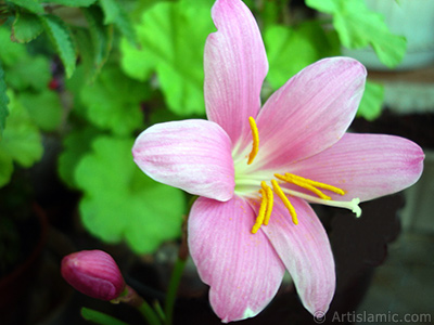 Pink color flower similar to lily. It is 35 years old and its grower calls it as `upstart` or `wheat lilly`. <i>(Family: Liliaceae, Species: Lilium)</i> <br>Photo Date: June 2010, Location: Turkey/Istanbul-Mother`s Flowers, By: Artislamic.com