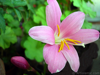 Pink color flower similar to lily. It is 35 years old and its grower calls it as `upstart` or `wheat lilly`. <i>(Family: Liliaceae, Species: Lilium)</i> <br>Photo Date: June 2010, Location: Turkey/Istanbul-Mother`s Flowers, By: Artislamic.com