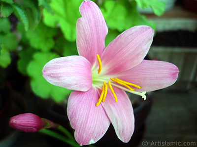 Pink color flower similar to lily. It is 35 years old and its grower calls it as `upstart` or `wheat lilly`. <i>(Family: Liliaceae, Species: Lilium)</i> <br>Photo Date: June 2010, Location: Turkey/Istanbul-Mother`s Flowers, By: Artislamic.com